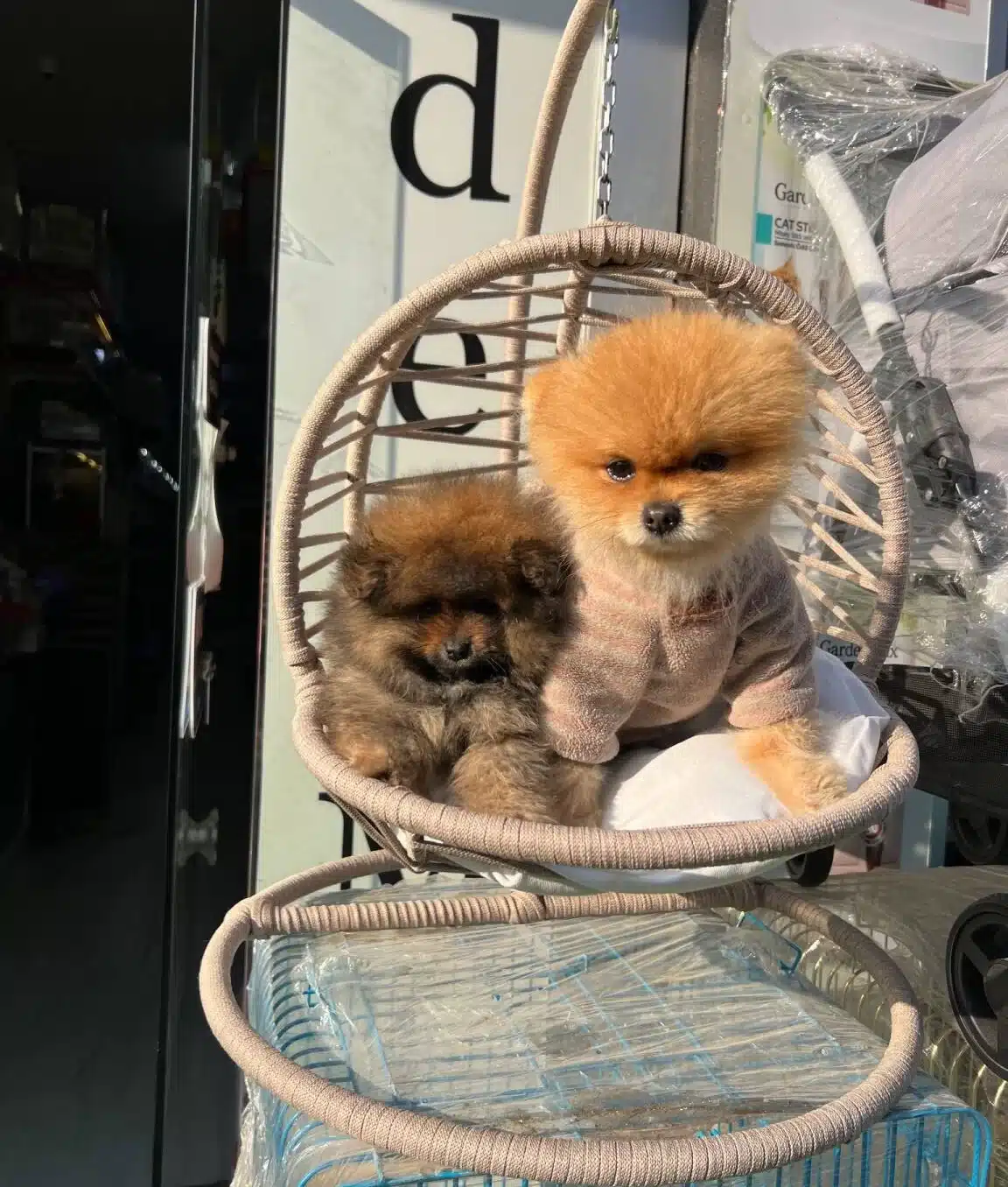 Pomerian Boo Yavrularımız