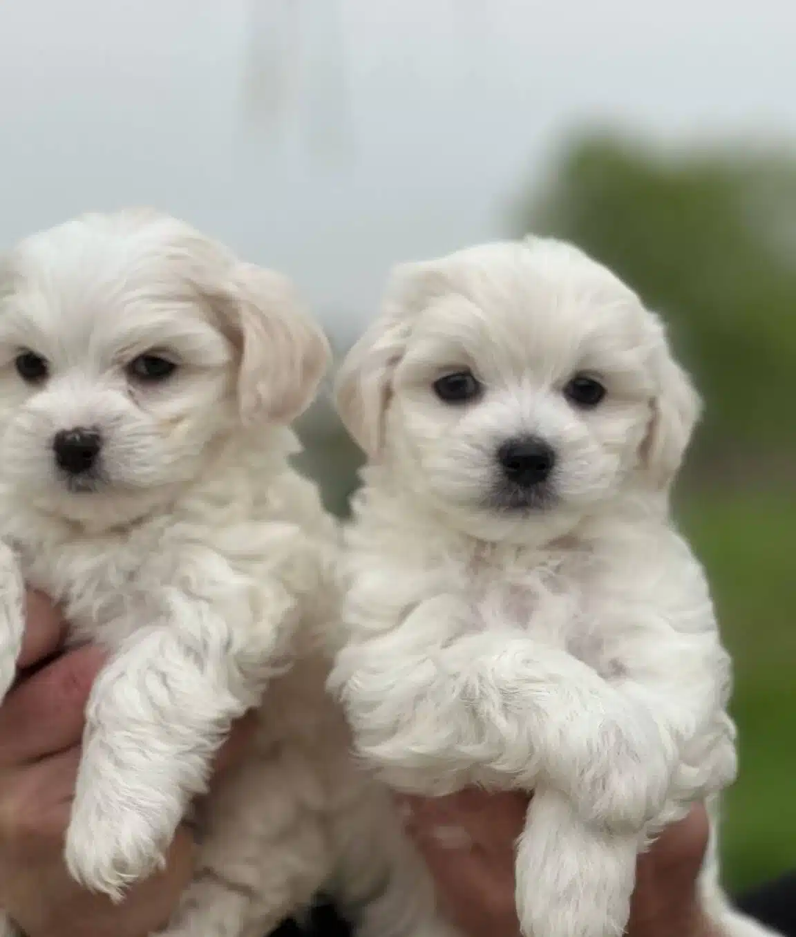 Safkan Irk Garantili Maltese Terrier Yavrular