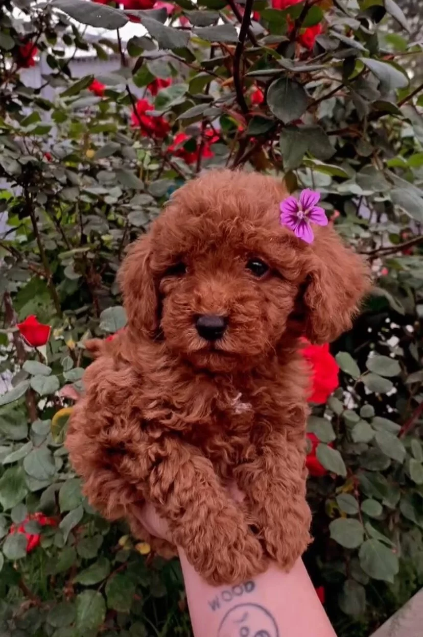 Irk Ve Sağlık Garantili Toy Poodle Yavruları