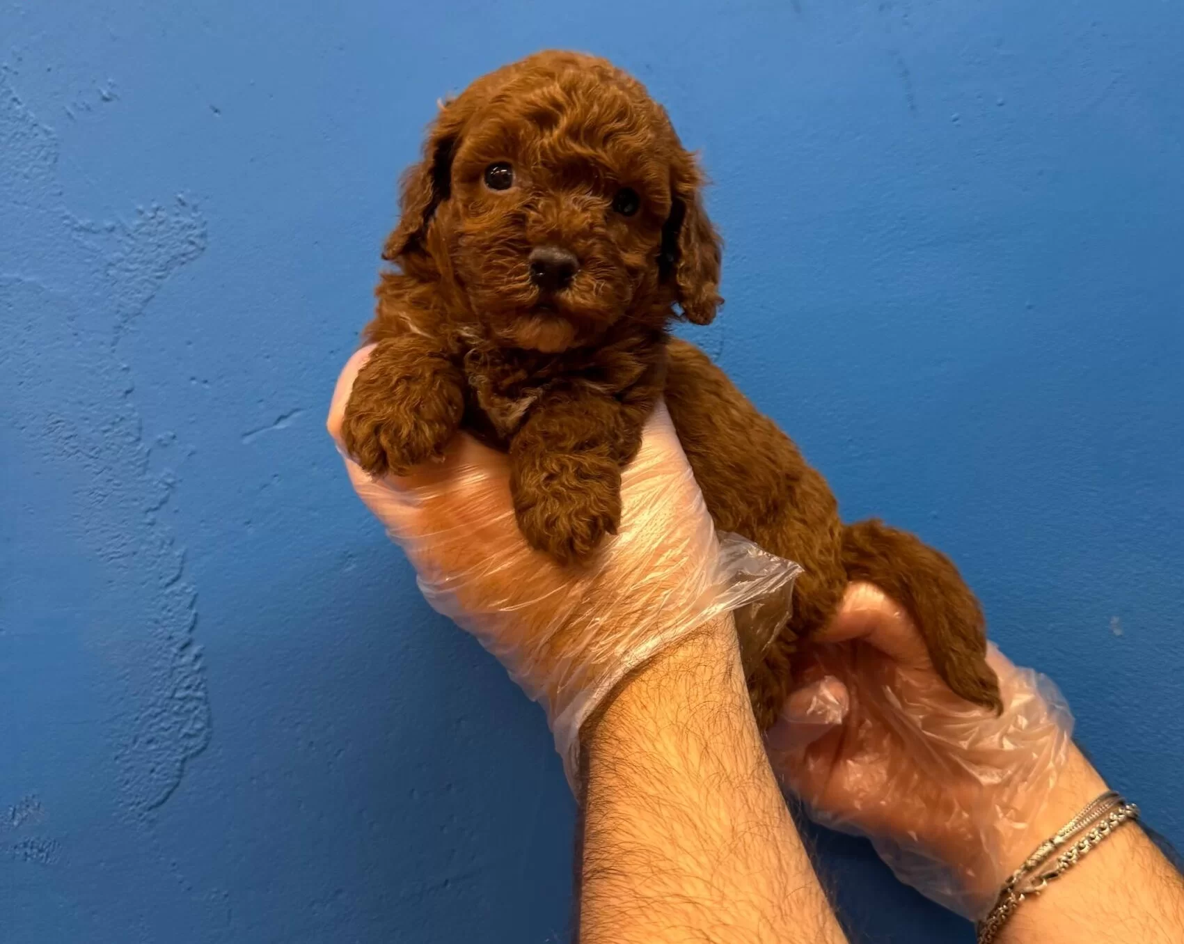 Red Browne Tea Cup Toy Poodle Yavruları