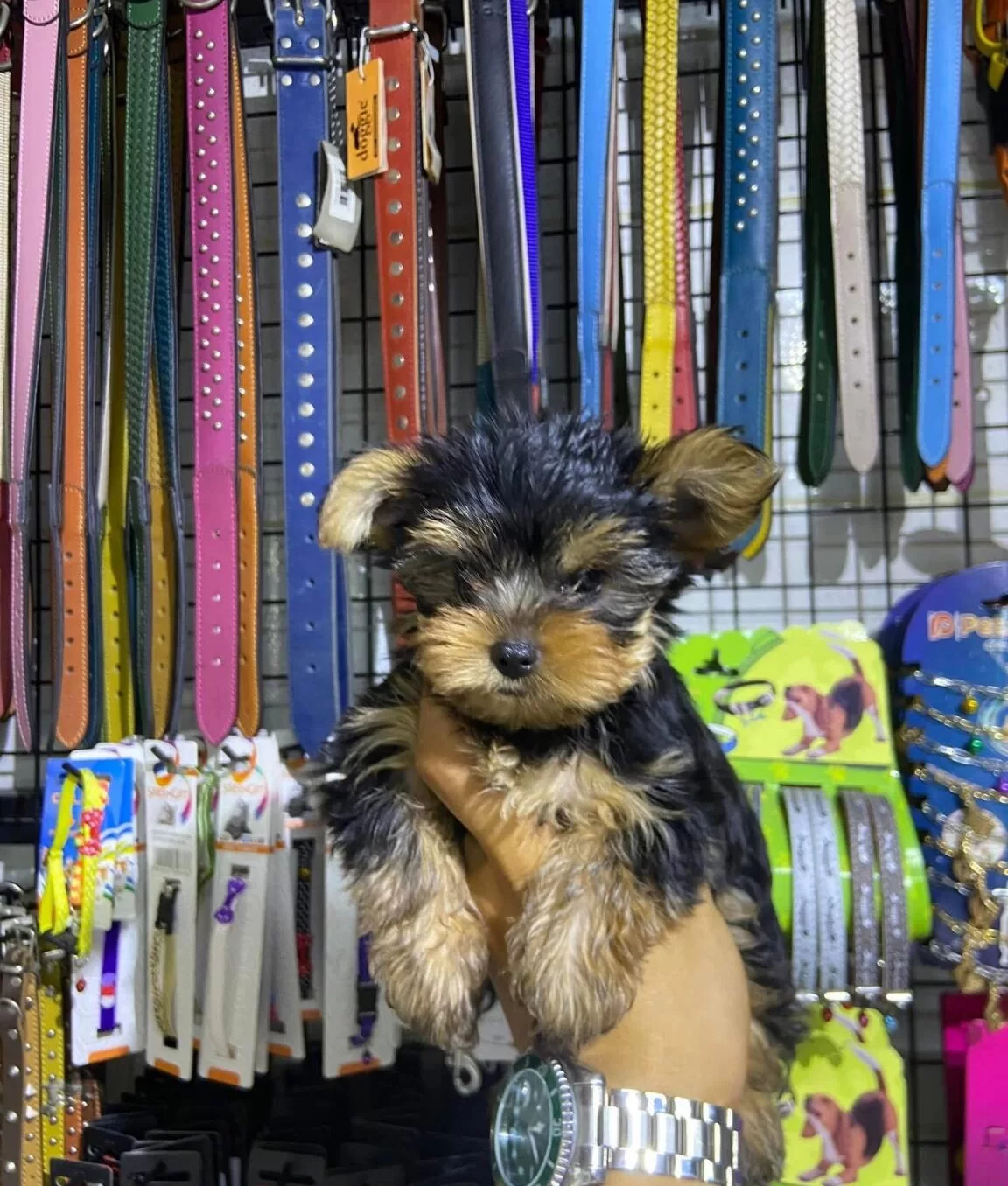 Tea Cup Yorkshire Terrier Yavrularımız Hazırdır