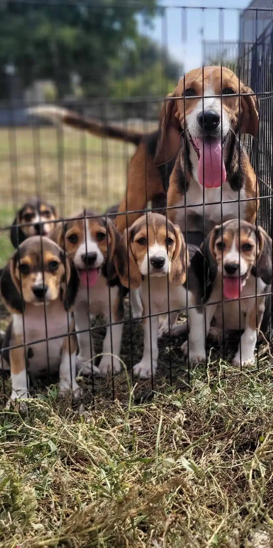 Safkan Irk Garantili Beagle Yavrular