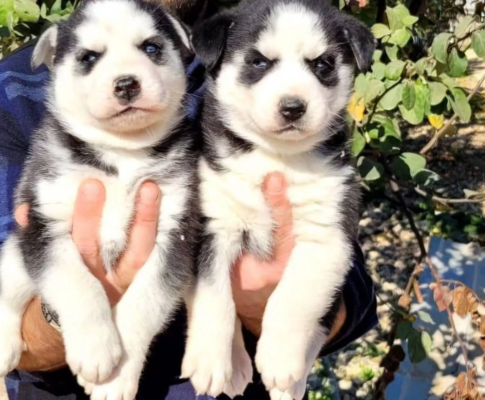 Safkan A Kalite Husky Bebekler