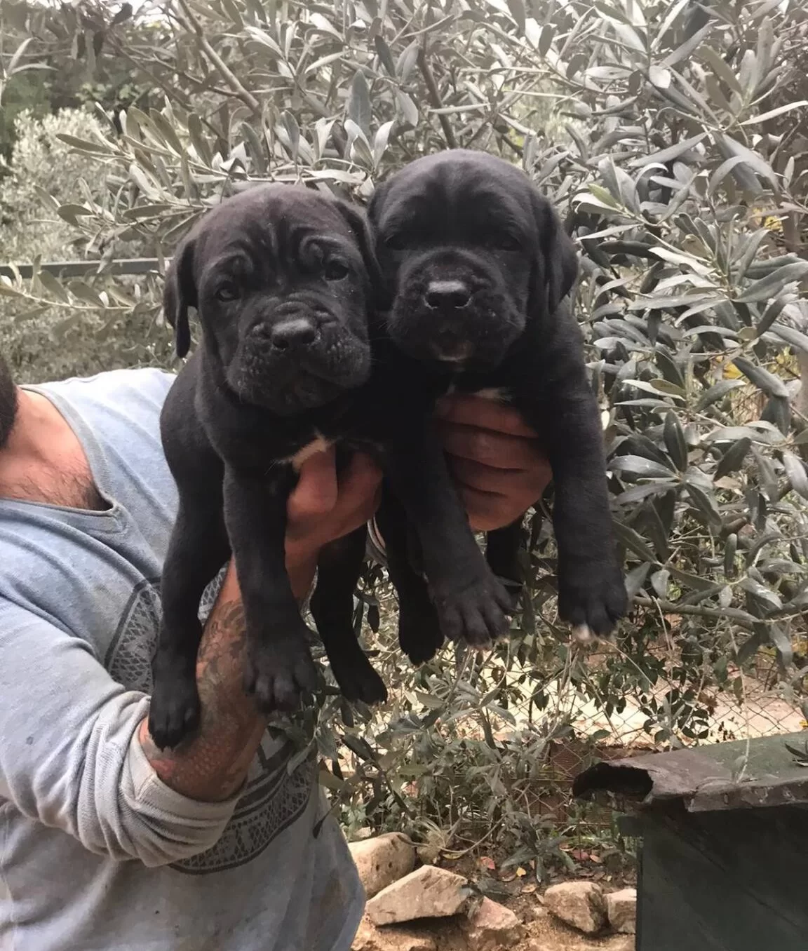 Safkan Cane Corso Yavrularımız