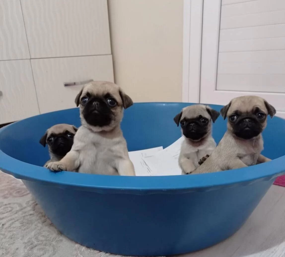 Pug Yavruları Safkan Simit Kuyruk Burunsuz