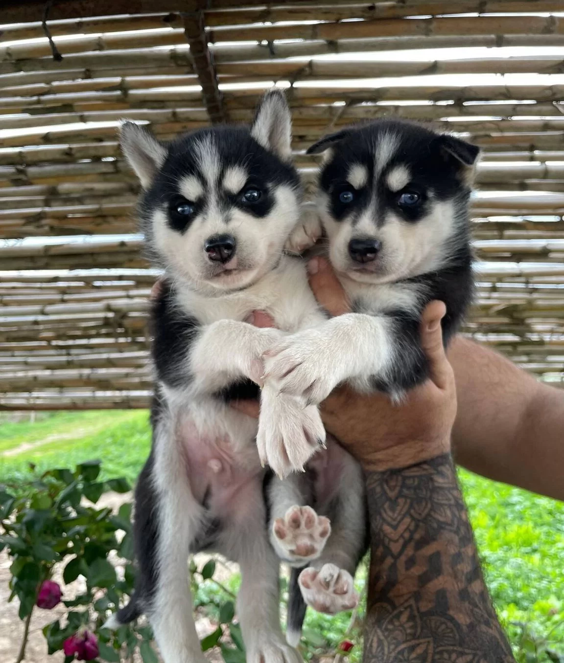 Yuzde Yüz Irk Garantili Husky Bebekler