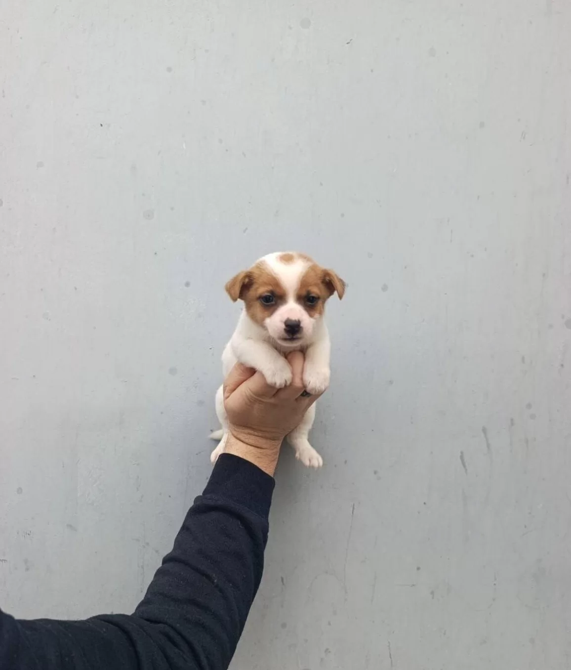 A Kalite Jack Russel Bebekler