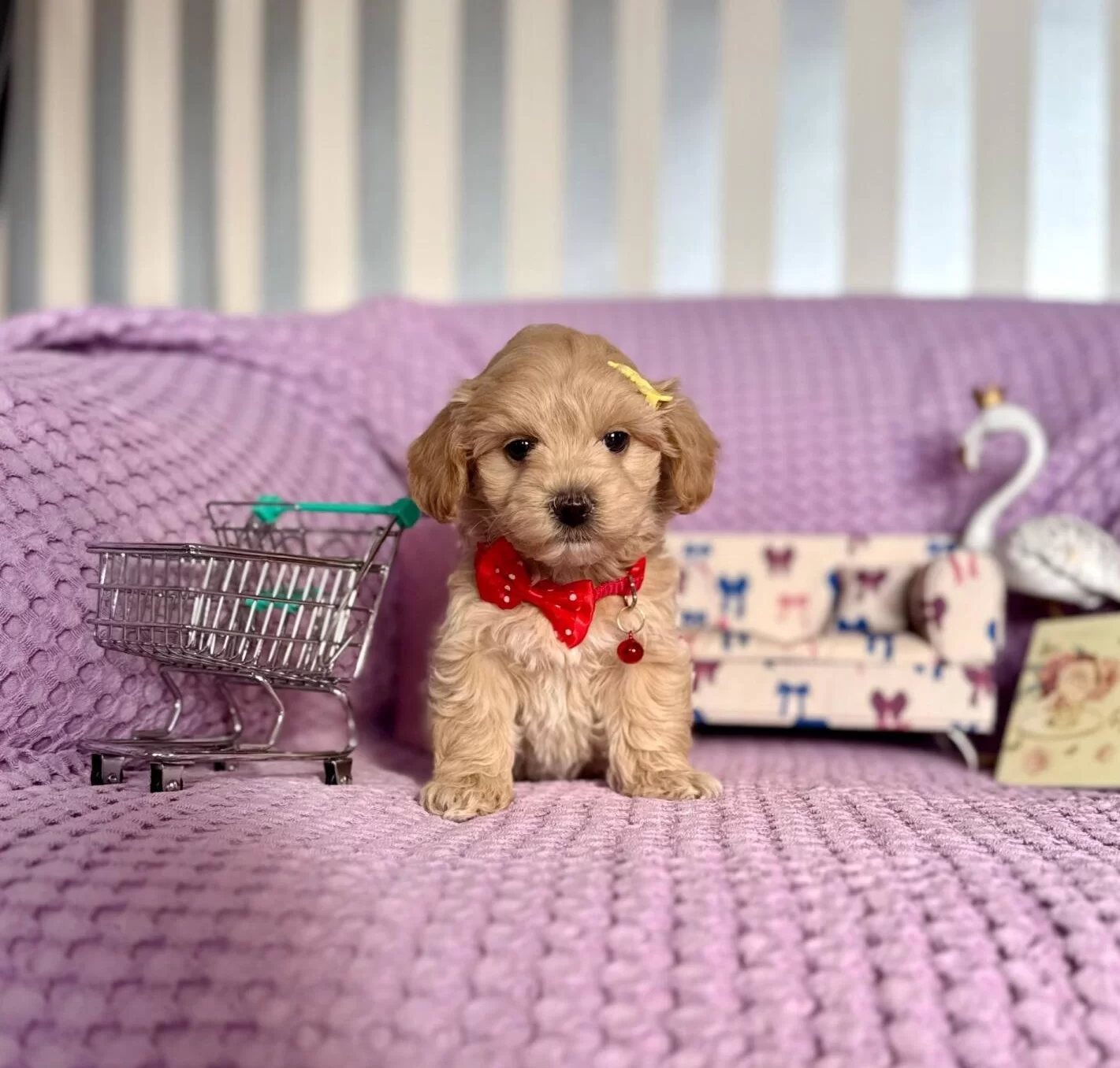 Mini Boy Maltipoo Bebekler