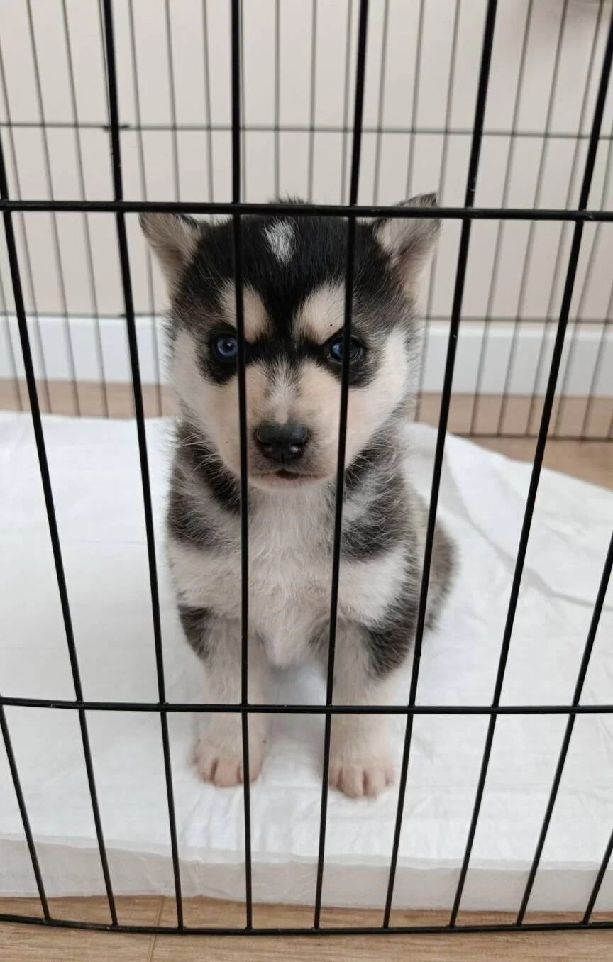 A Kalite Husky Bebekler