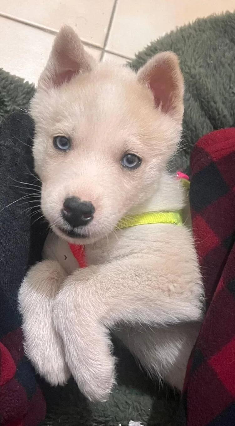 Safkan Müthiş Guzellik Husky Bebekler