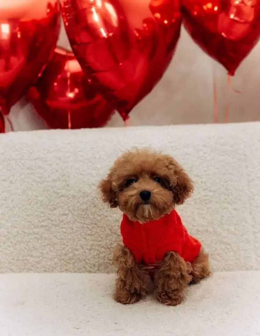 Sosyal Ortamın Yıldızı Kızıl Bukleli Toy Poodle