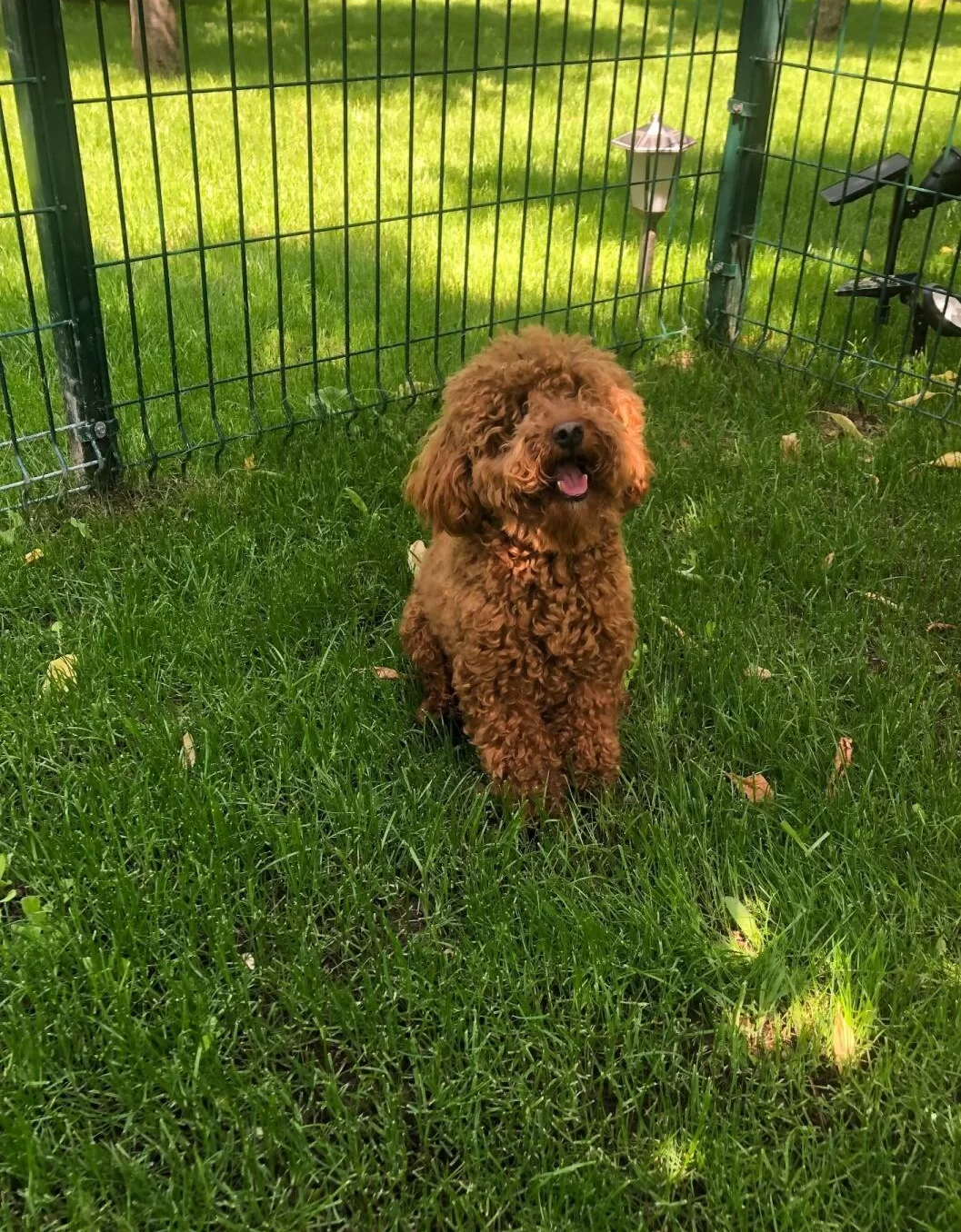 Eğitimli Toy Poodle Yuva Arıyoruz