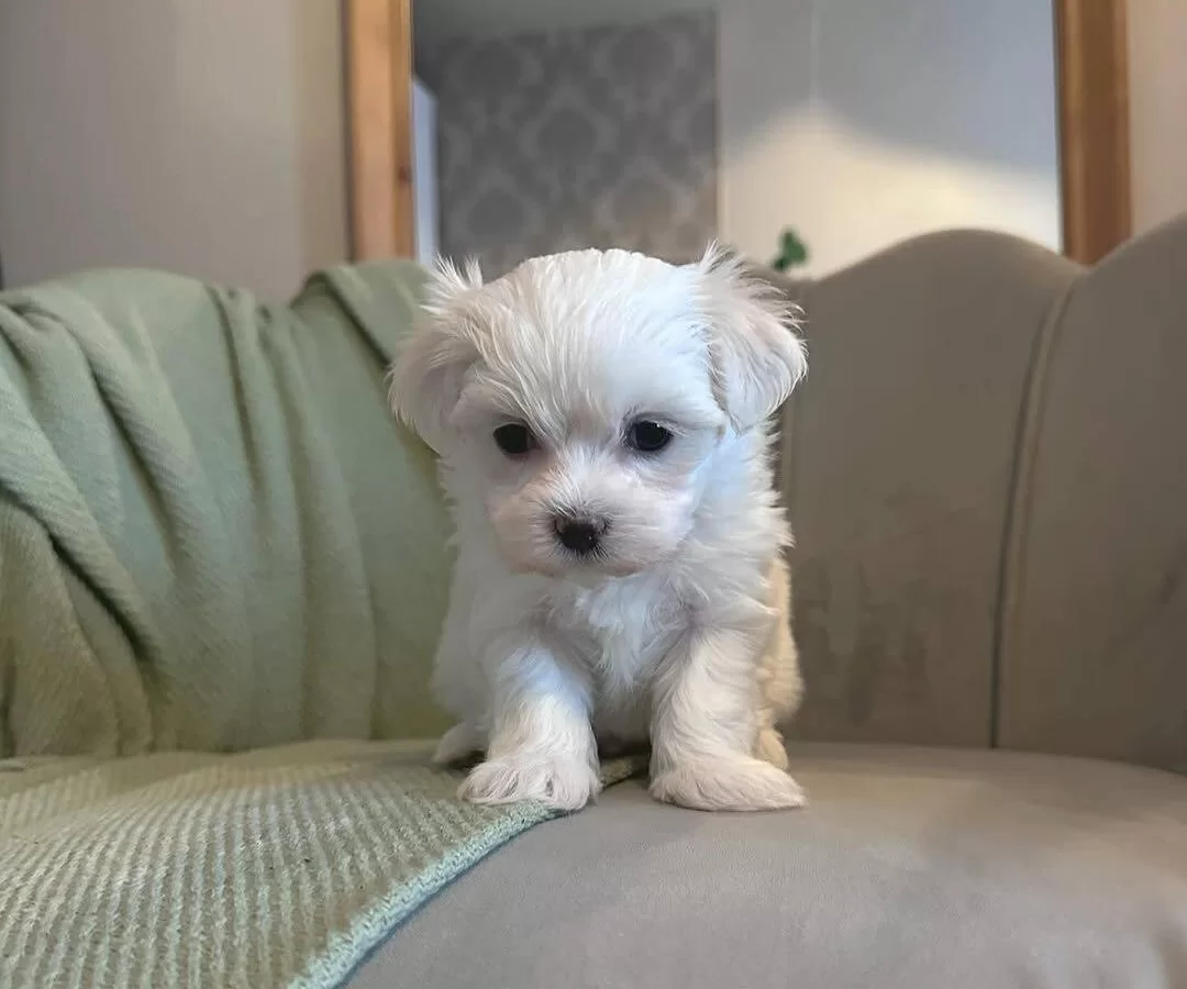 Sosyal Ortamın Yıldızı Ev Egitimi Hazır Maltese Terrier