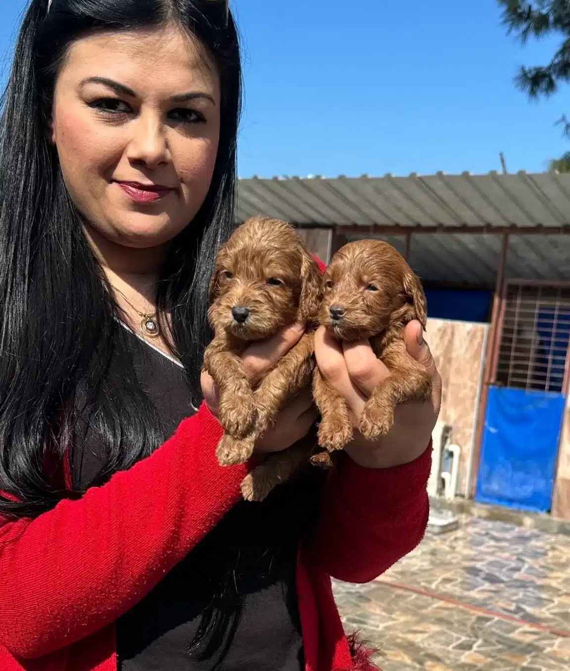 Bursa Osmangazi De Sosyal Kelebek Safkan Maltipoo
