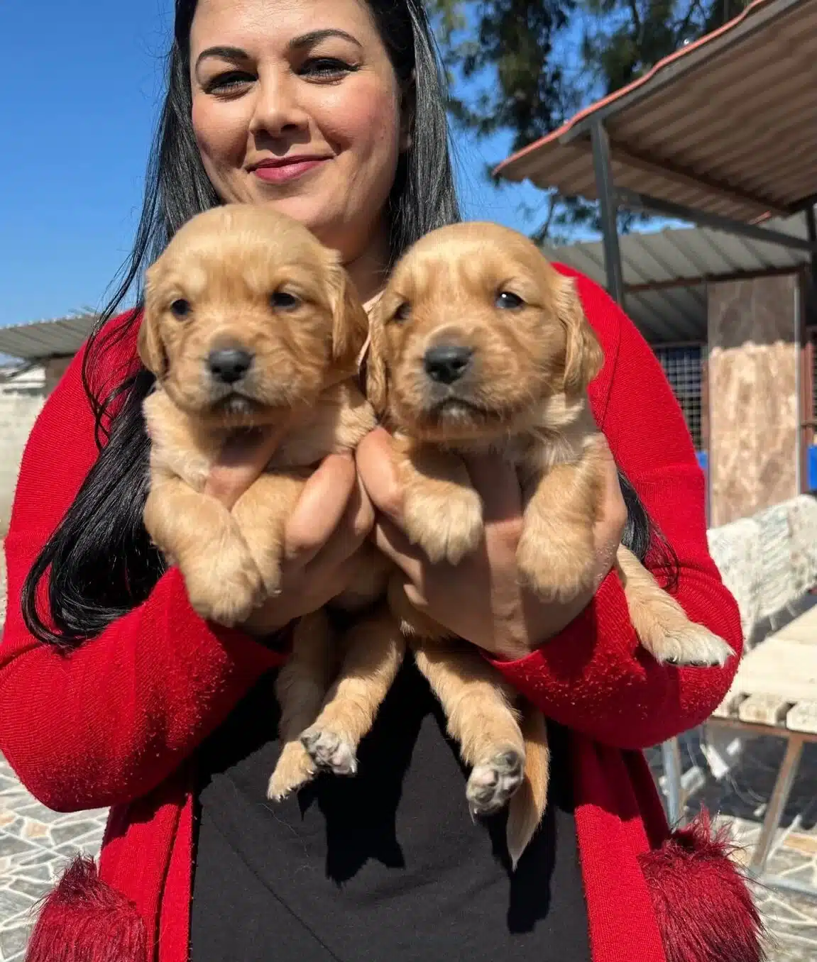 Sosyal Kelebek Baby Face Golden Yavruları