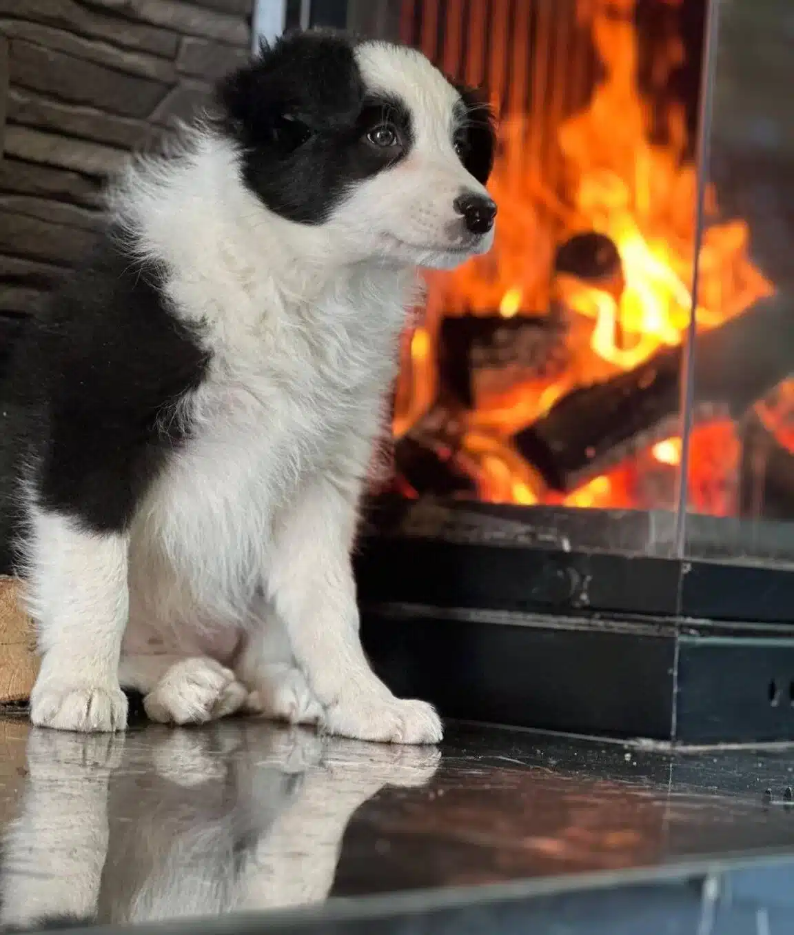 Egitim Ciftliginden Sosyallesmis Border Collie Yavruları