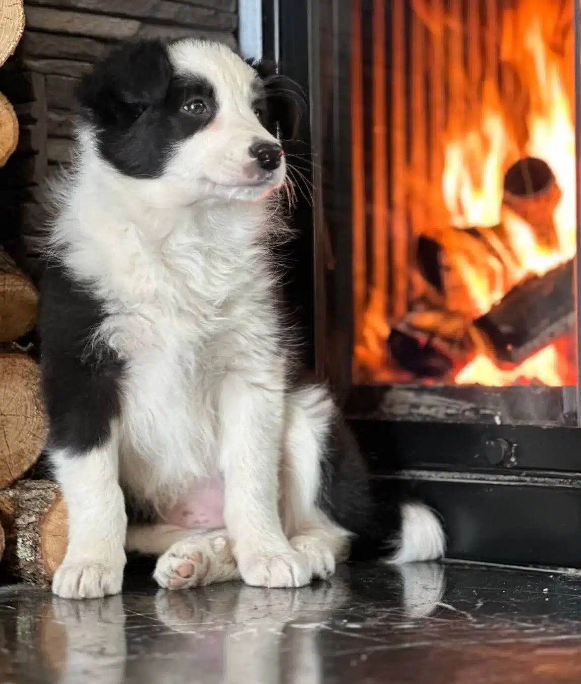 Egitim Ciftliginden Sosyallesmis Border Collie Yavruları