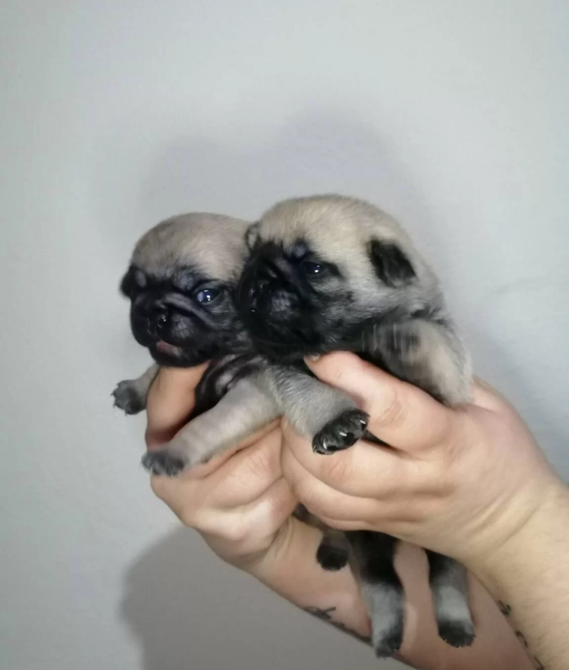 Ev Uretimi Mini Boy Pug Bebekler