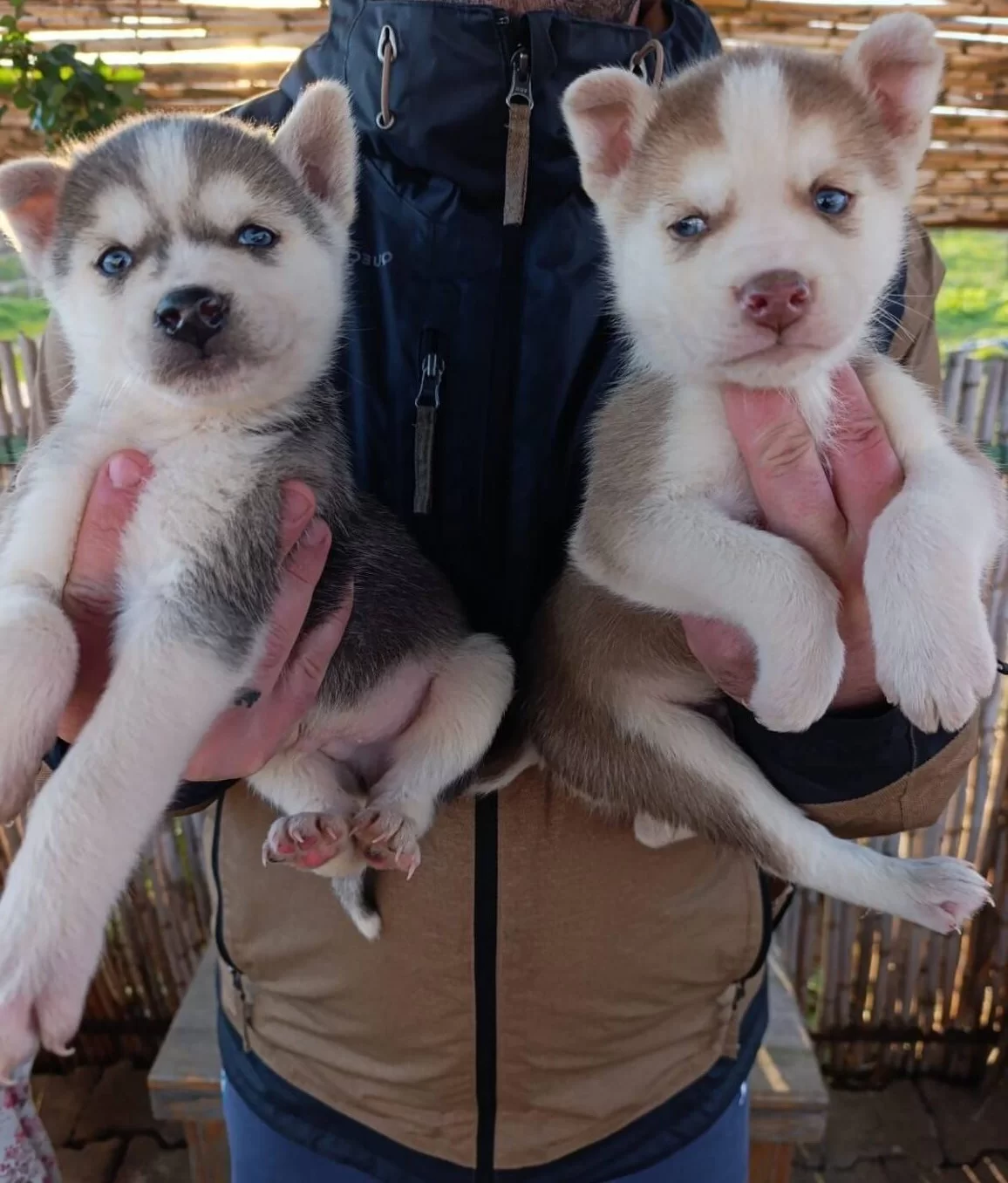 Müthiş Maske Husky Yavrular