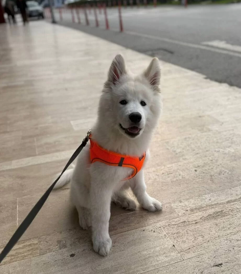 Bembeyaz Dunyalar Yakısıklısı Bir Samoyed