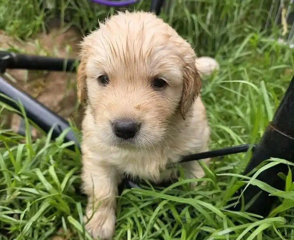 Sevgi Dolu Golden Retriever Dostlarınız