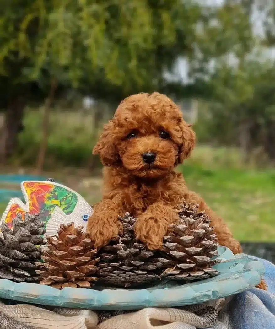 Orjinal Toy Poodle