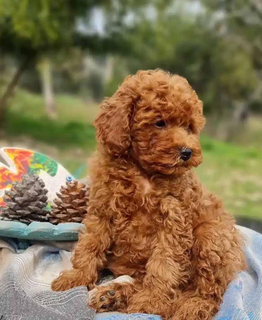 Orjinal Toy Poodle