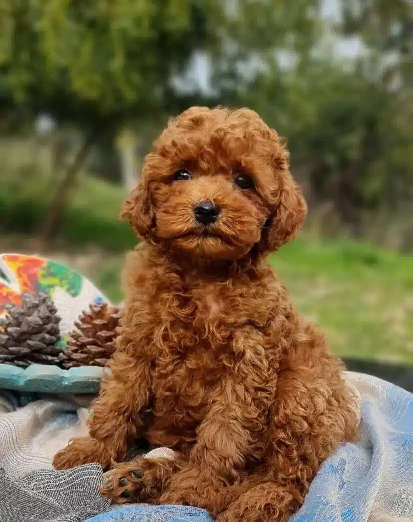 Orjinal Toy Poodle
