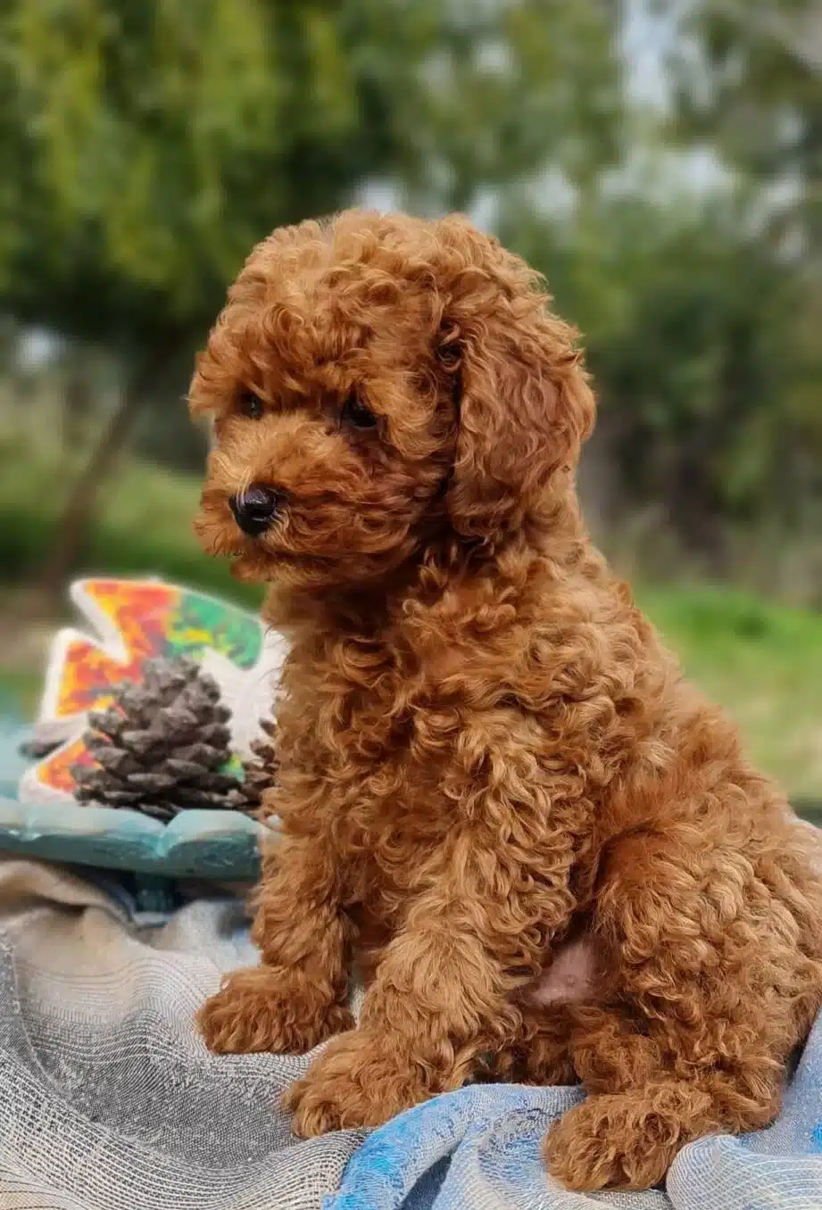 Orjinal Toy Poodle