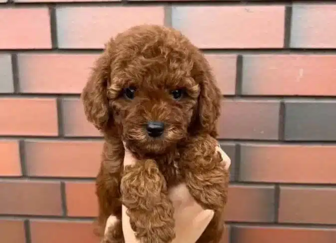 Karamel A Kalite Toypoodle