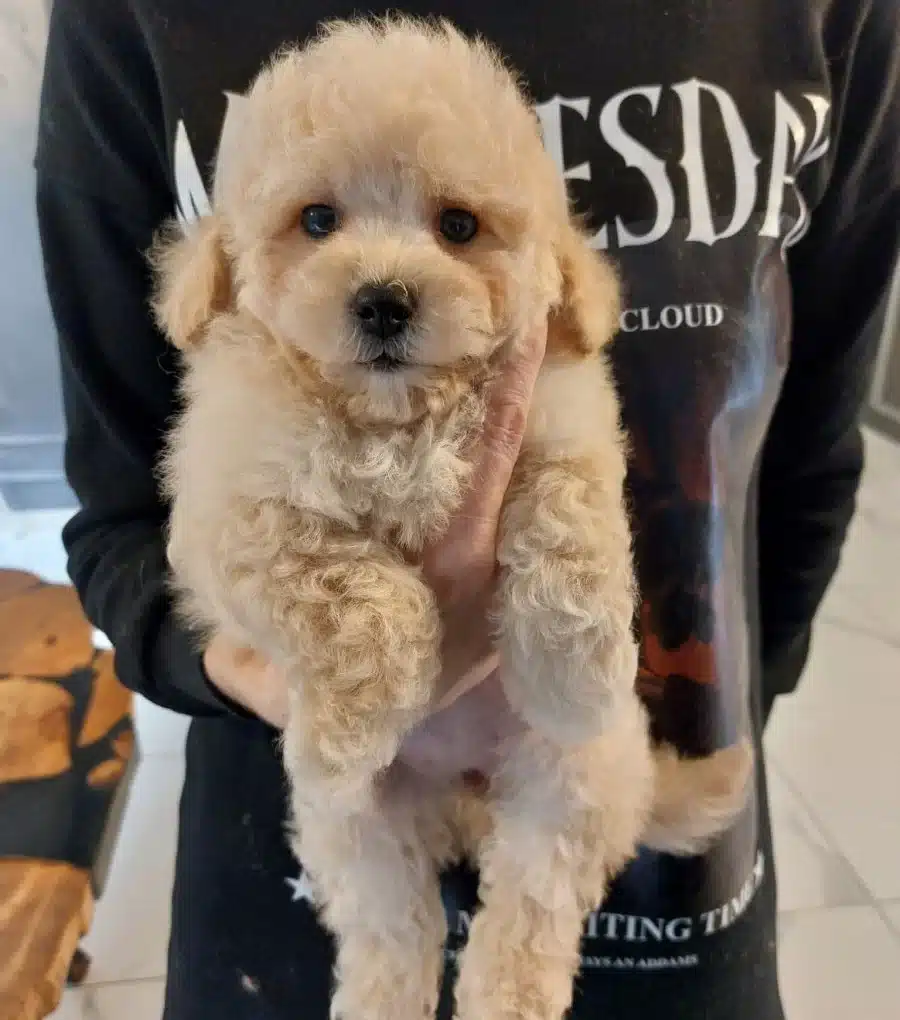 Ev Terbiyeli Kıvırcık Yumak Maltipoo Aile Dostu Karakter