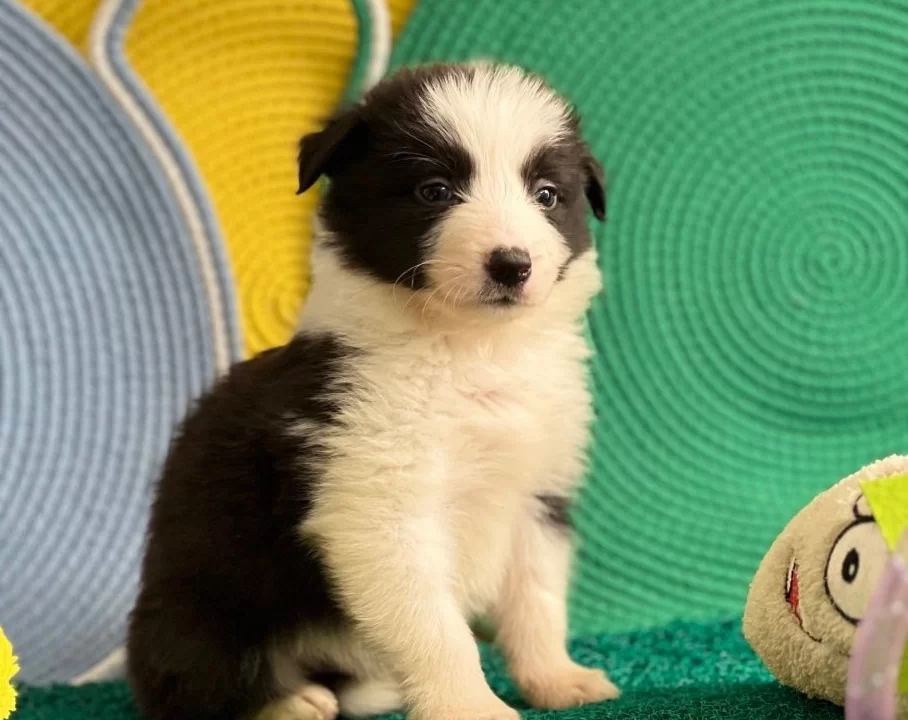 Zekasıyla Buyuleyen Siyah Beyaz Border Collie Yavruları