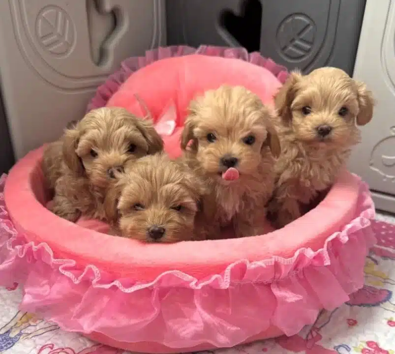 Muhtesem Maltipoo Yavrular