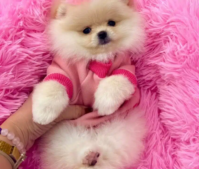 Keciorende Ev Nesesi Asıları Tamamlanmıs Pomeranian