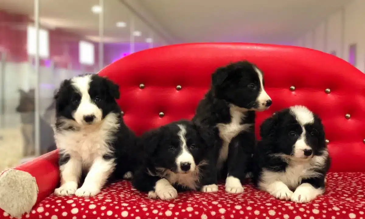Zeka Kupu Border Collie Yavruları
