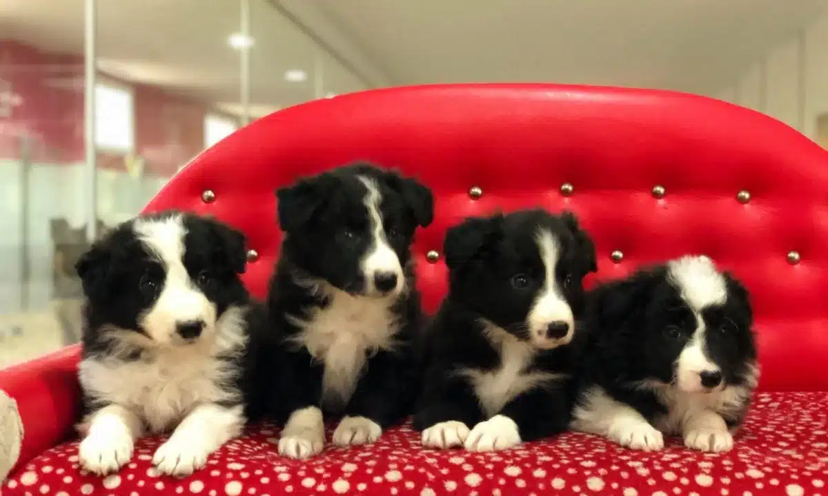 Zeka Kupu Border Collie Yavruları