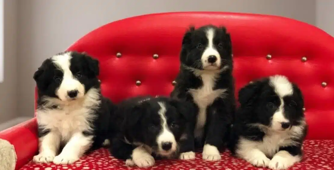 Zeka Kupu Border Collie Yavruları