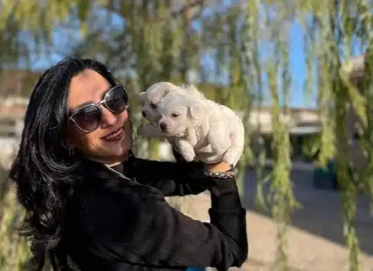 Karbeyaz Maltese Bebeklerim Saglık Ve Irk Garantilidir