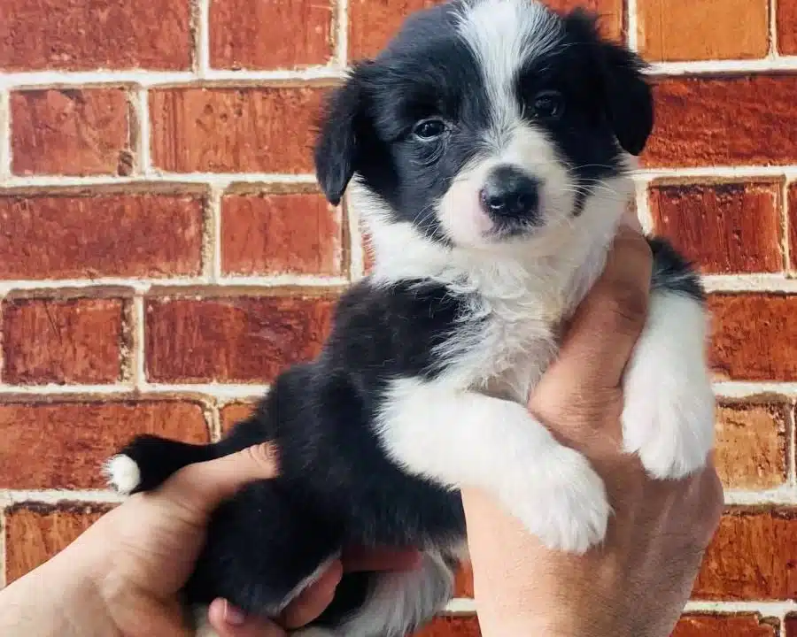 Akıllı Ve Sosyal Border Collie Yavruları