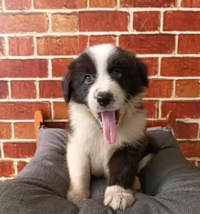Akıllı Ve Sosyal Border Collie Yavruları