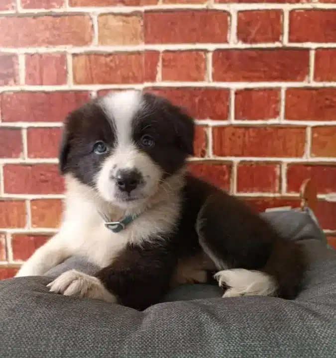 Akıllı Ve Sosyal Border Collie Yavruları