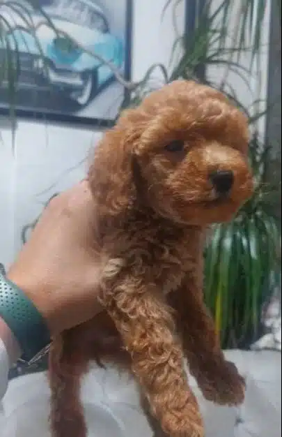 Sevimli Kardes Toy Poodle Bebekler
