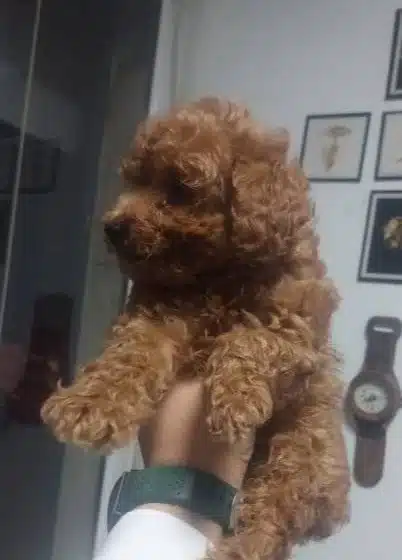 Sevimli Kardes Toy Poodle Bebekler