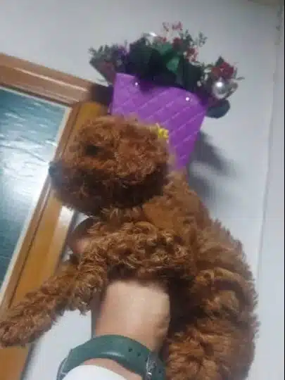 Sevimli Kardes Toy Poodle Bebekler