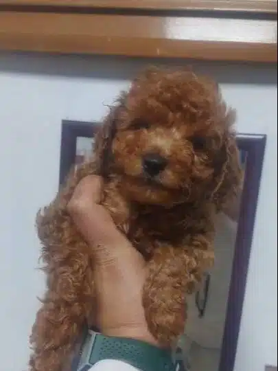 Sevimli Kardes Toy Poodle Bebekler