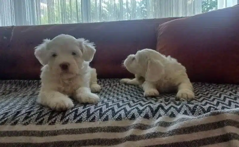 Safkan Maltese Terrier Yavrulari