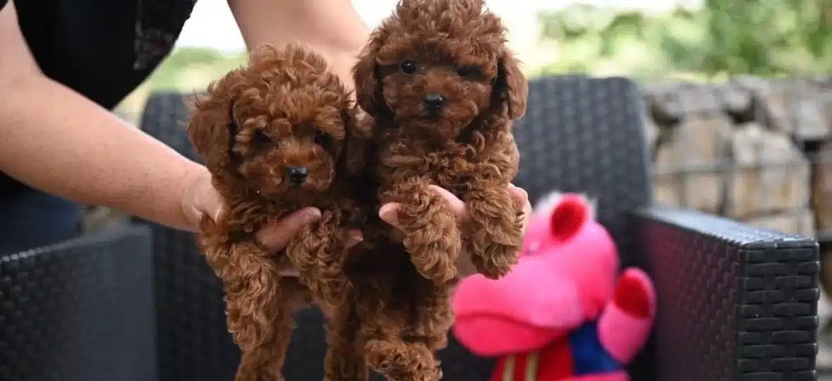 Orjinal Toy Poodle Yavrularimiz