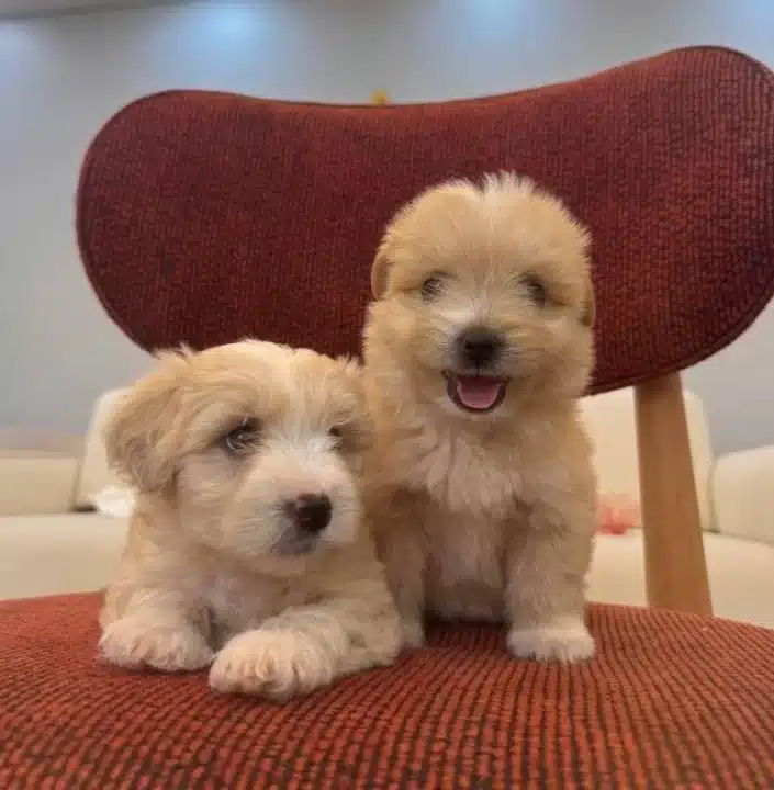 Kucuk Neseli Maltipoo Bebeklerim