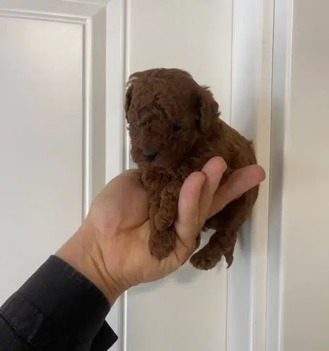 Efsane Toy Poodle Yavrularımız Hazır