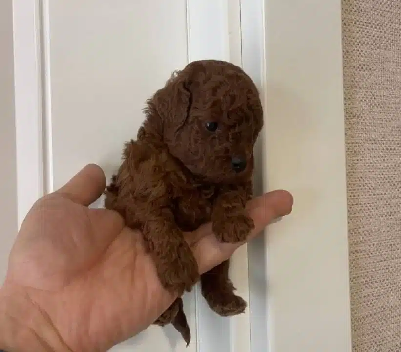 Efsane Toy Poodle Yavrularımız Hazır